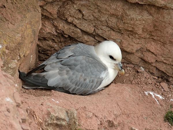 <h3><a href="/trips/helgoland/biota/animalia/chordata/aves/010 procellariiformes/002 procellariidae/fulmarus glacialis/fulmarus glacialis-nl.html">Fulmarus&nbsp;glacialis</a> / Northern&nbsp;fulmar / Noordse&nbsp;stormvogel</h3>NIKON D7100 met AF-S Nikkor 300mm f/2.8G IF-ED VR II, 1/640 sec  bij F4.8, ISO 320, afstand 29.8&nbsp;m